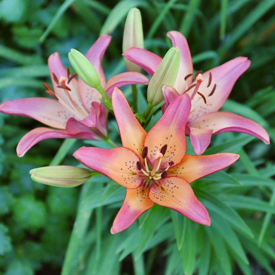 Votaniki Lilium ‘Royal Sunset’ (Longiflorum-Asiatic Lily) Bulbs – Hardy Perennial Lily for Summer Blooms | Large & Fragrant Flowers, Easy to Grow (3