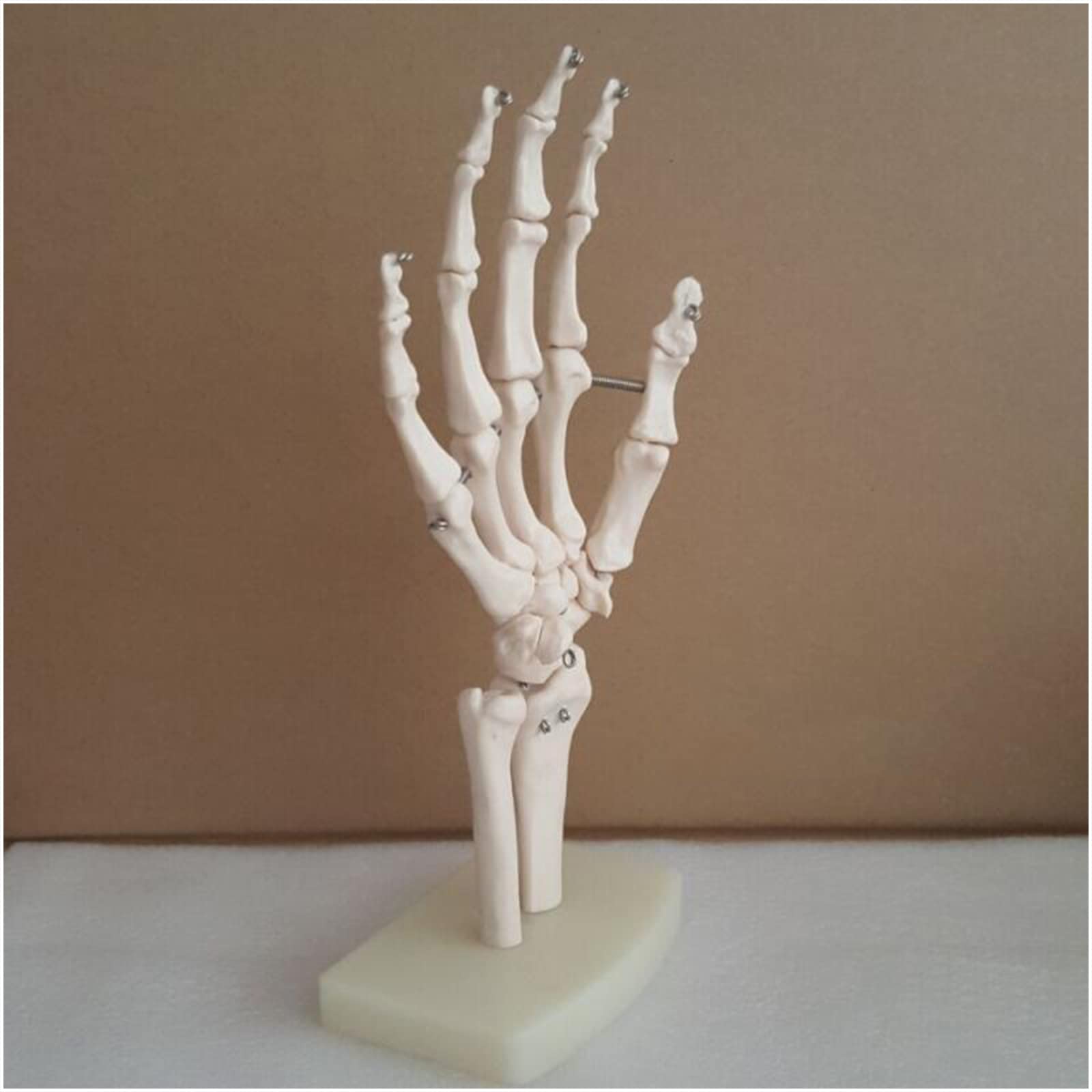 Modello anatomico a grandezza naturale con legamenti – modello di legamento dell'articolazione della mano umana – per insegnamento medico, forniture di laboratorio (A)