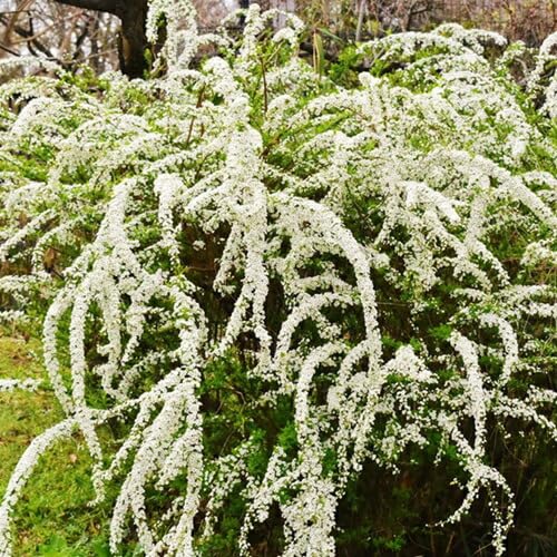 Amazon.co.jp: ユキヤナギ 樹高0.4m前後 15cmポット 【 単 品