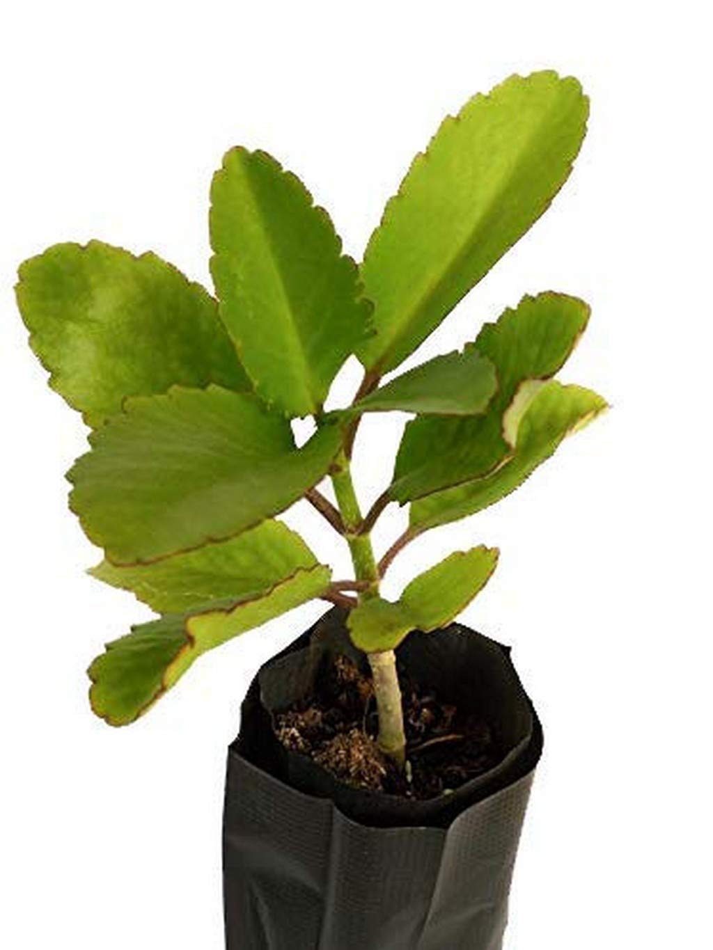 OhhSome Panfuti, Vernacular, Bryophyllum Pinnatum, The Medicinal Ayurvedic Plant (B09N9DY443) Amazon Price History, Amazon Price Tracker