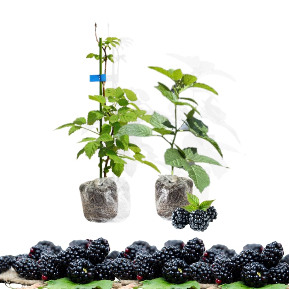 Amazon.com : Aparaho BlackBerry Plants, Set 2 Thornless BlackBerry