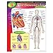 The Human Bodyâ€“Cardiovascular System Learning Chart