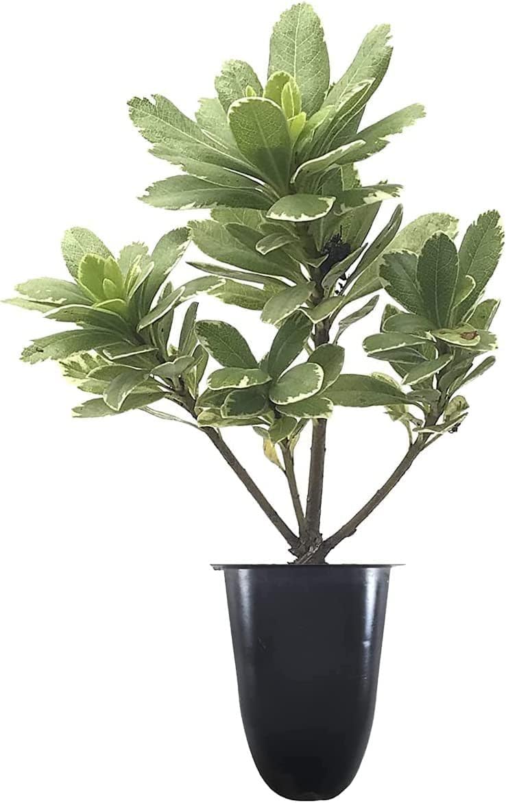 Variegated Pittosporum | 30 Live Plants | Pittosporum Tobria Variegatum | Evergreen Border Accent Hedge Shrub