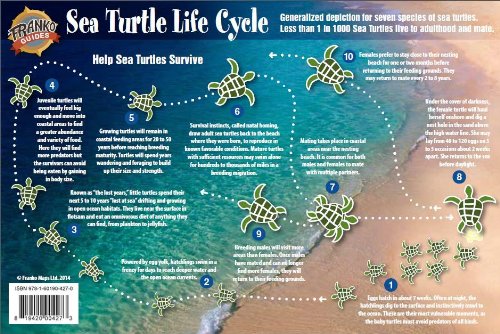Franko Maps Ltd. Sea Turtle Life Cycle Guide Map, Thematic, Laminated, Full Color, 6 x 9 inches