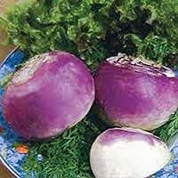 American Purple Top Rutabaga Seeds, Heirloom Non-GMO, 100 Count - CountryCreekAcres Huge Sweet Yellow Roots