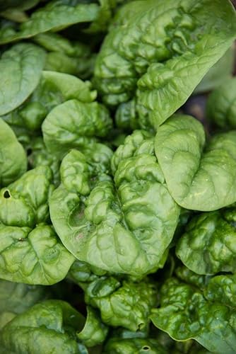Miniatura 3 de Spinach Bloomsdale Longstanding Pkt - Aprox. 300 semillas