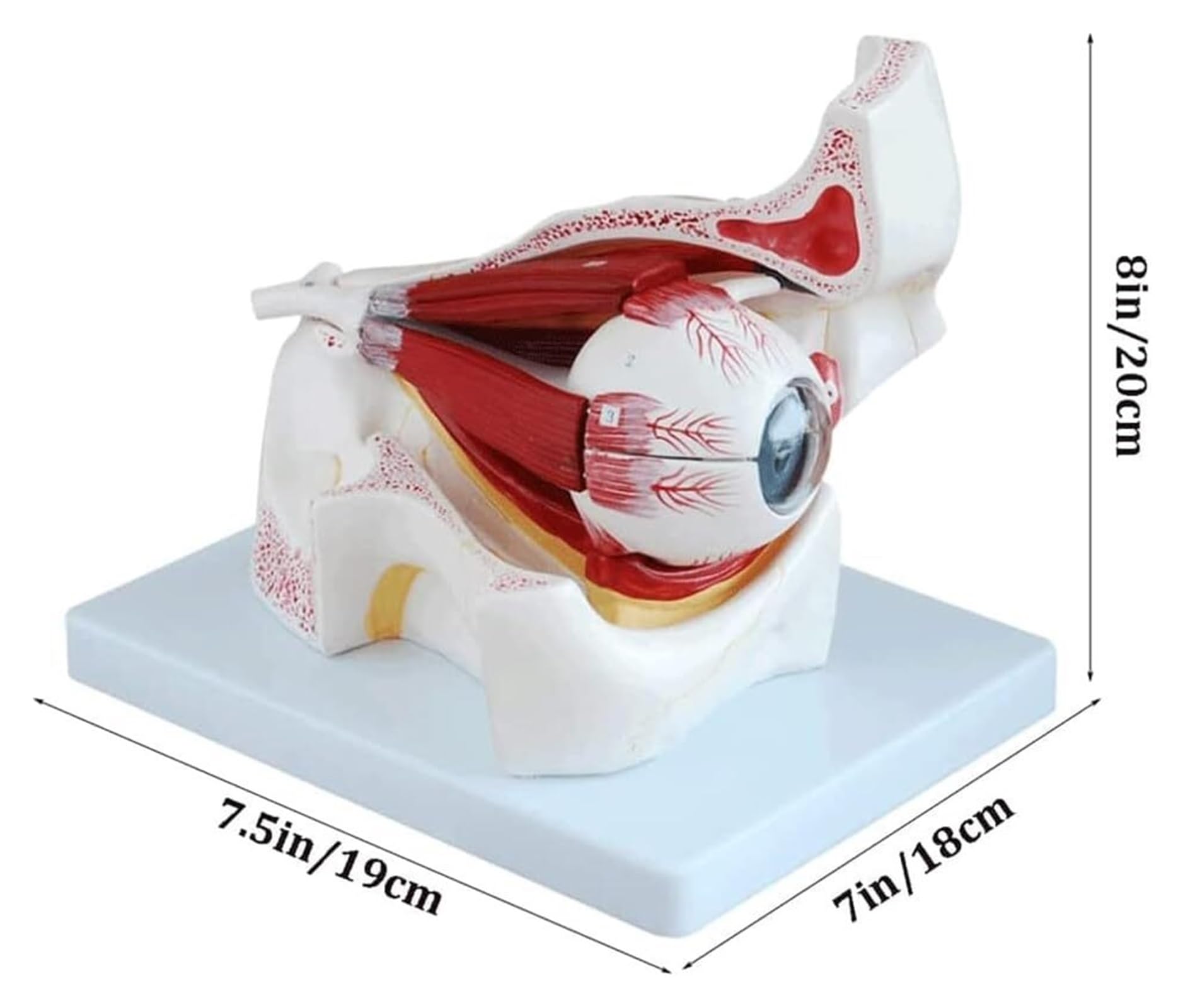 眼の発生と解剖・機能 眼の発生と解剖・機能 眼の発生と解剖・機能 (専門医のための