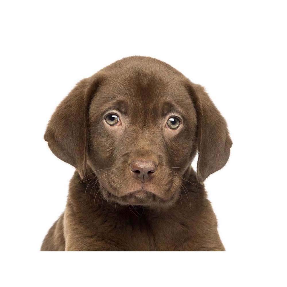 Wee Blue Coo Photo Animal Dog Puppy Chocolate Labrador Retriever Cute Art Print Poster Wall Decor 12X16 Inch