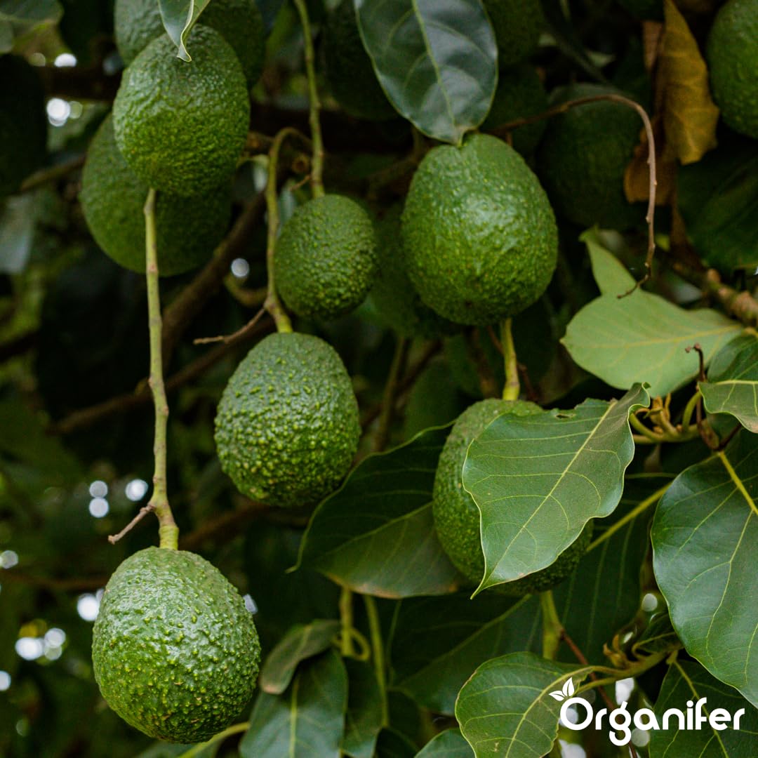 Engrais Liquide pour Avocatier, 1L, Organique, pour Arbres Robustes et Feuilles Saines