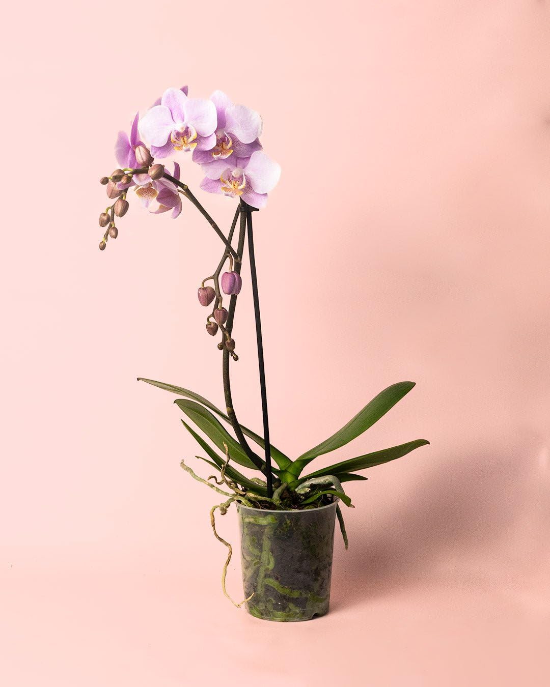 Orquídea Pink M | Plantas Naturales | Pur Plant