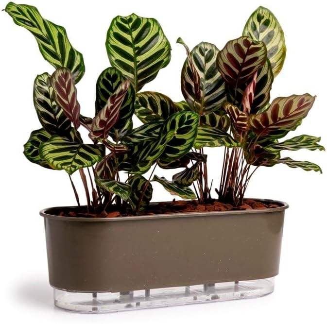 Jardineira Autoirrigável 40cm x 16cm - Terrazzo Basalto