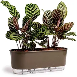 Jardineira Autoirrigável 40cm x 16cm - Terrazzo Basalto