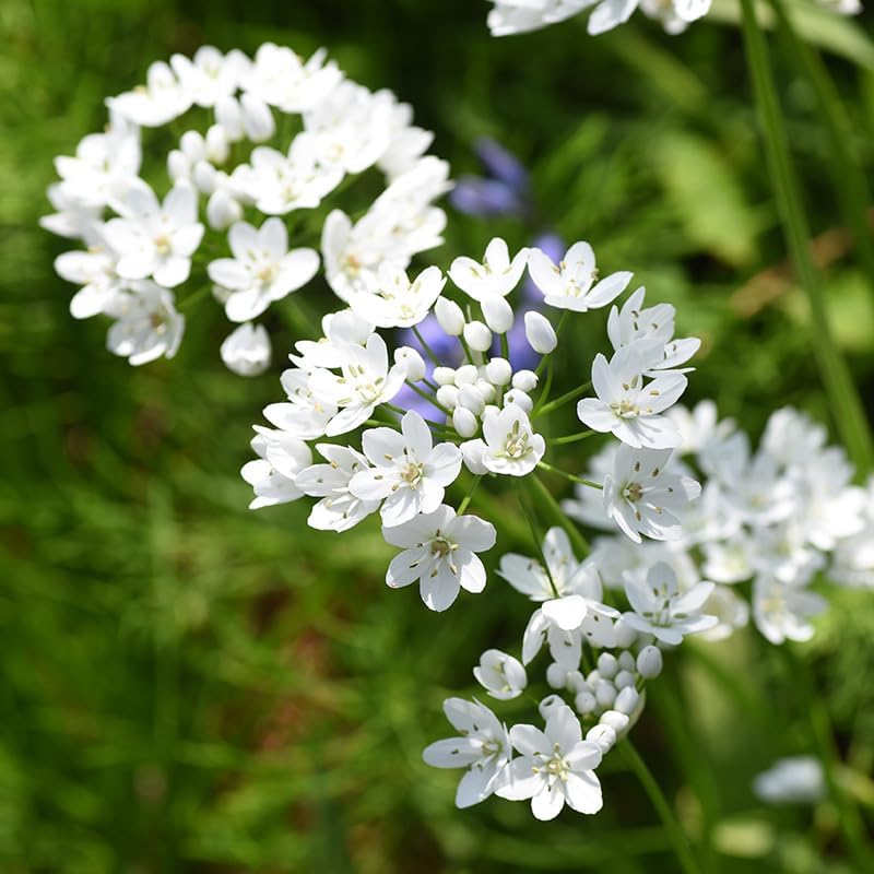Miniatura 2 de White Allium Neapolitanum - 25 bombillas por paquete - Atraen mariposas y colibríes - Resistente a los ciervos - Bueno como flores cortadas -
