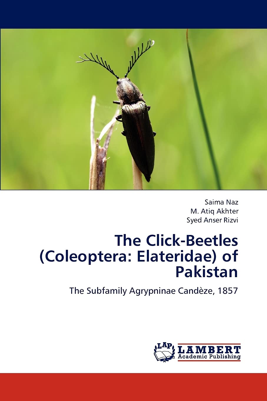 Elateridae Prosternal Spine Click Beetle Ampedus North American