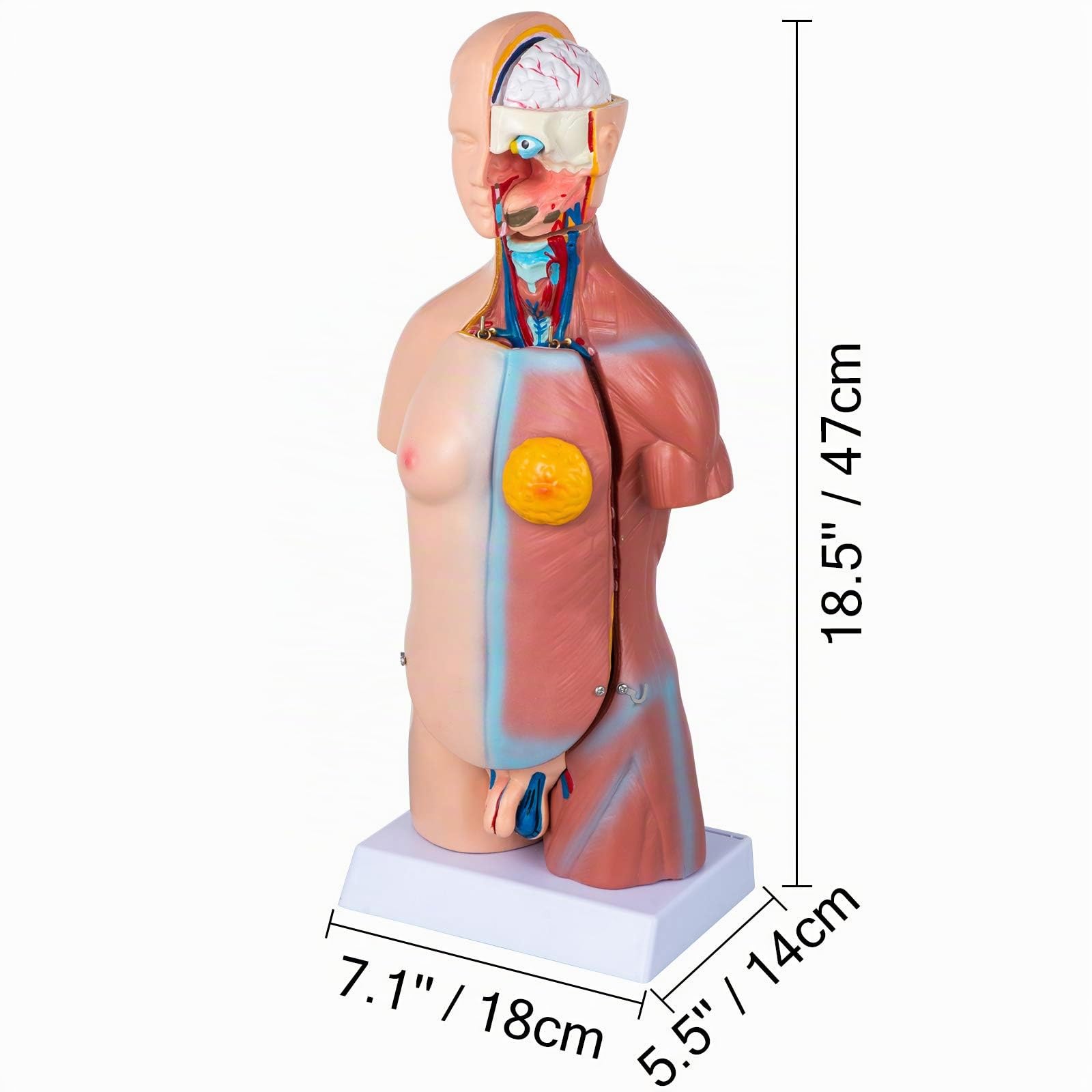 VEVOR Torse Humain Modèle 45 cm Organes Internes Médicaux Modèle Humain de Corps D'Anatomie en PVC pour Comprendre la Structure Physiologique du Corps