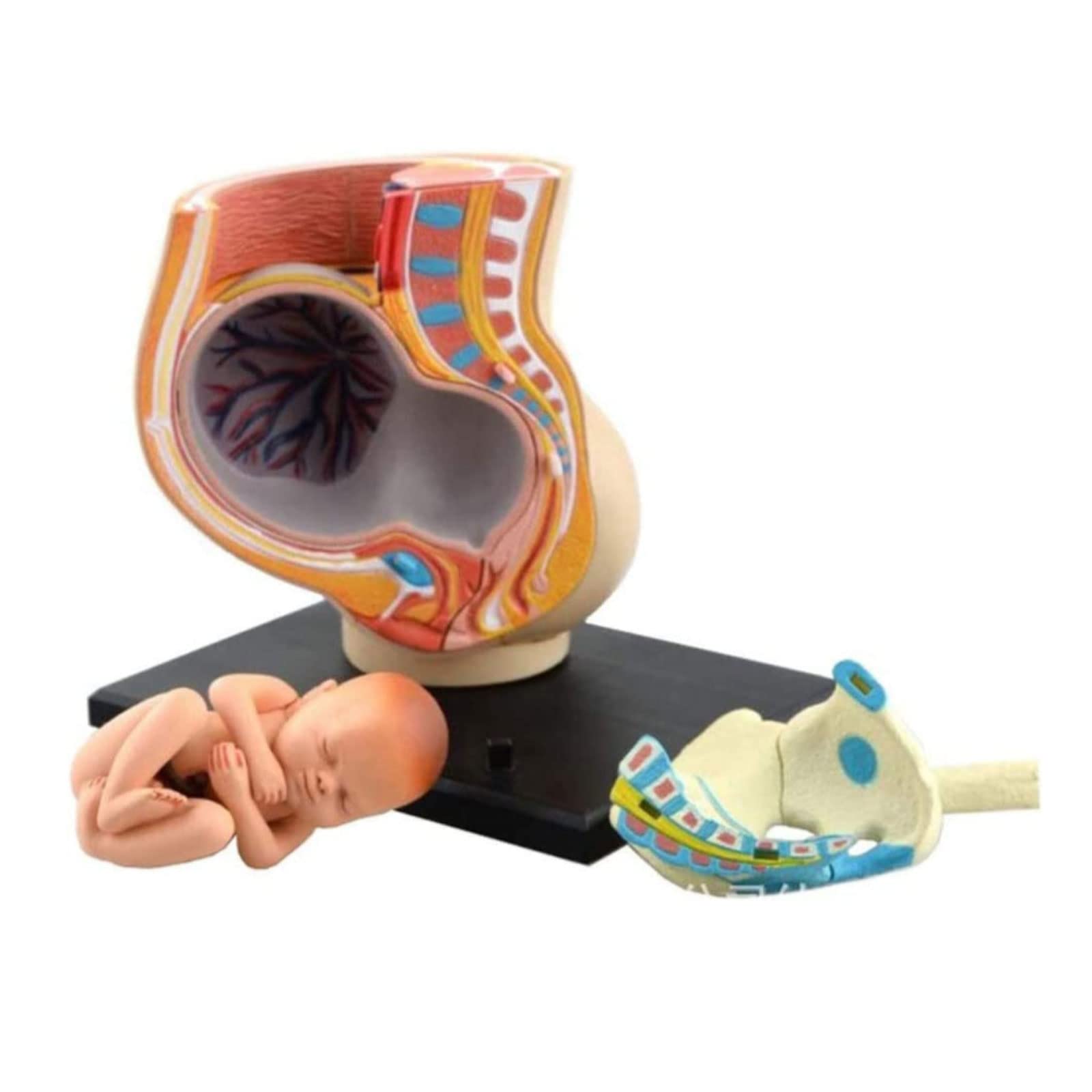 GTHTUHFD Classroom Study 4D Vision Human Pregnancy Pelvis Anatomy Body Teaching Model Biology Teaching Assembly Medical Teach