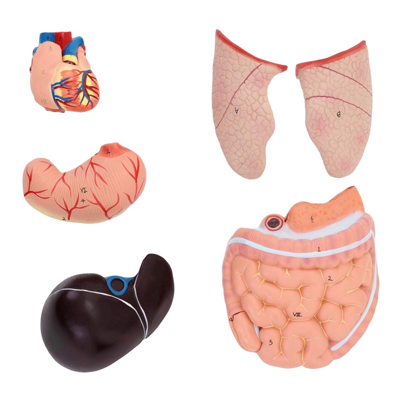 Anatomiczny Model Ludzkiego Tułowia, 48 Cm, Montaż Narządów Wewnętrznych, Medyczny, Model, Realistyczny Tułowi, Unisex, Z Codestalem, Lekcja Edukacyjna Dla Dzieci