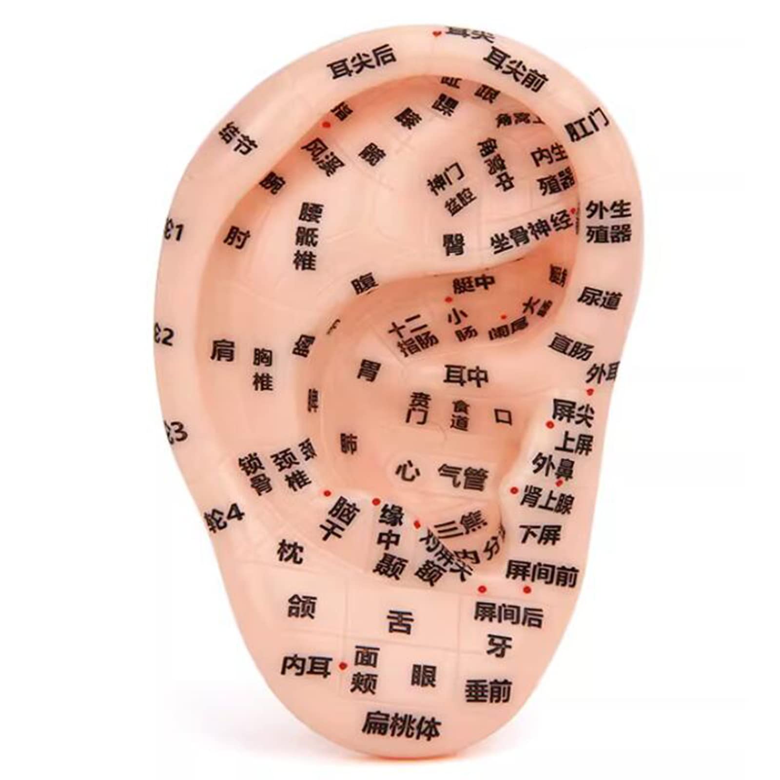 Sjdopulse B Ear Acupuncture Model - Chinese Traditional Human Ear Acupuncture Model - Massage Ear Acupuncture Model For Acupoint Pressure Point And Meridians Educational Tool (B)