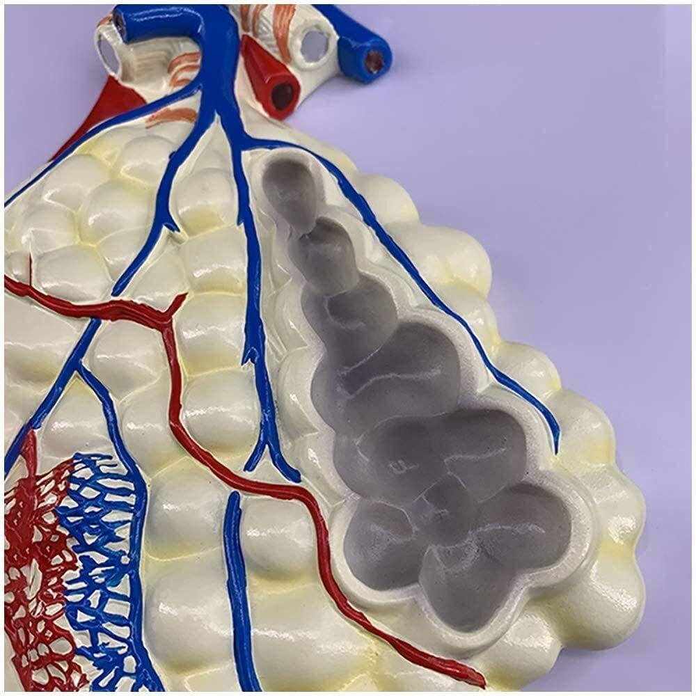 Anatomiczny model układu ludzkiego, płatowy model medyczny z materiału PVC pęcherzykowego, narządu, anatomii człowieka