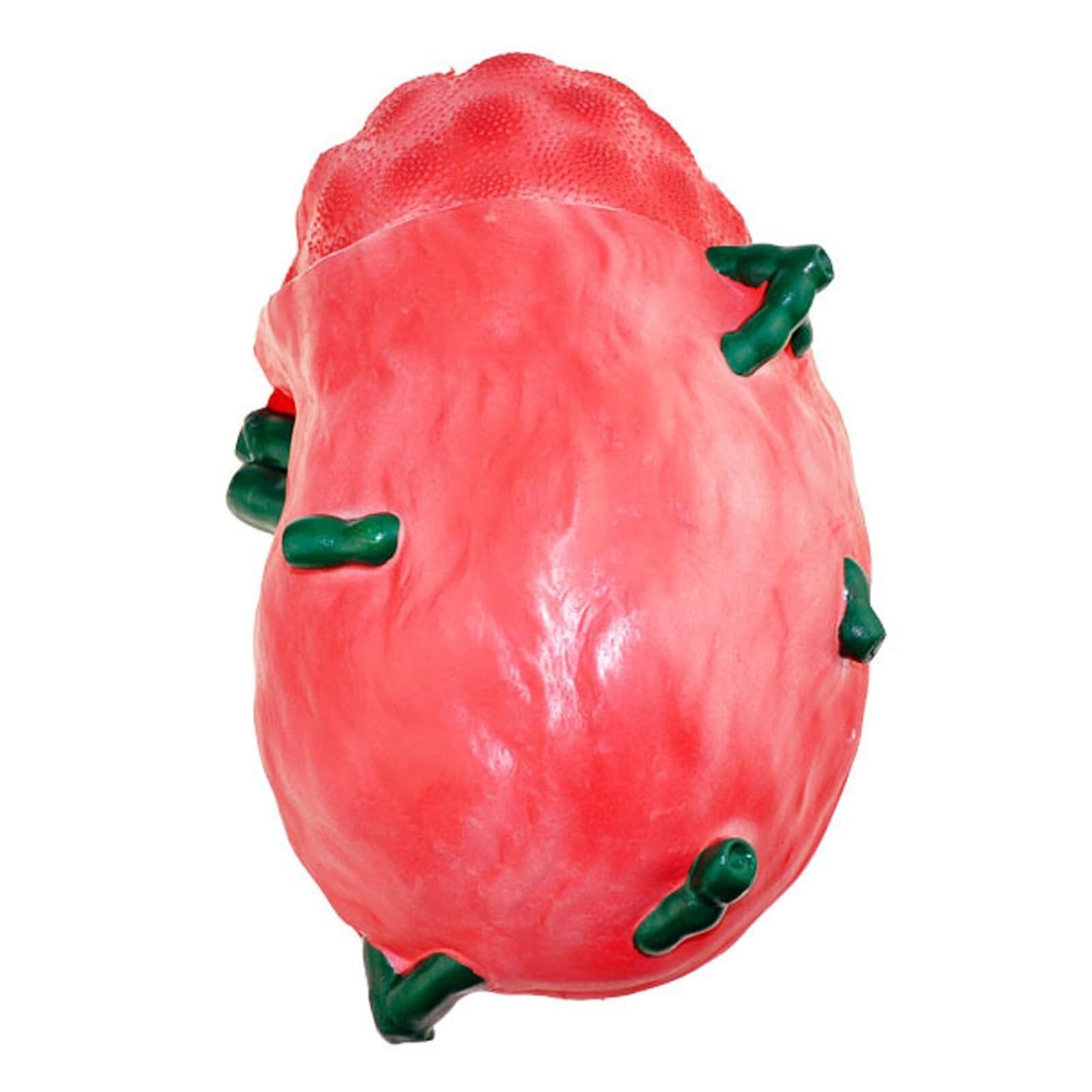 Human Lymph Node Model, Double-Sided Showing Key Anatomical Features, School Human Anatomy Science Model