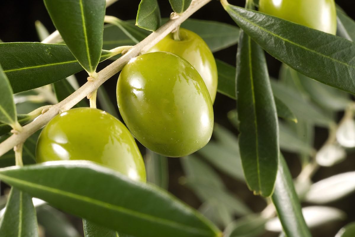 Abono Olivos, Almendros e Higueras ECOLÓGICO Granulado de 800 GR que potencia el crecimiento | Con Materia Orgánica y Pulpa de Oliva ECO | NPK 5-3-7 + Magnesio | Acción Inmediata | Nexum Market