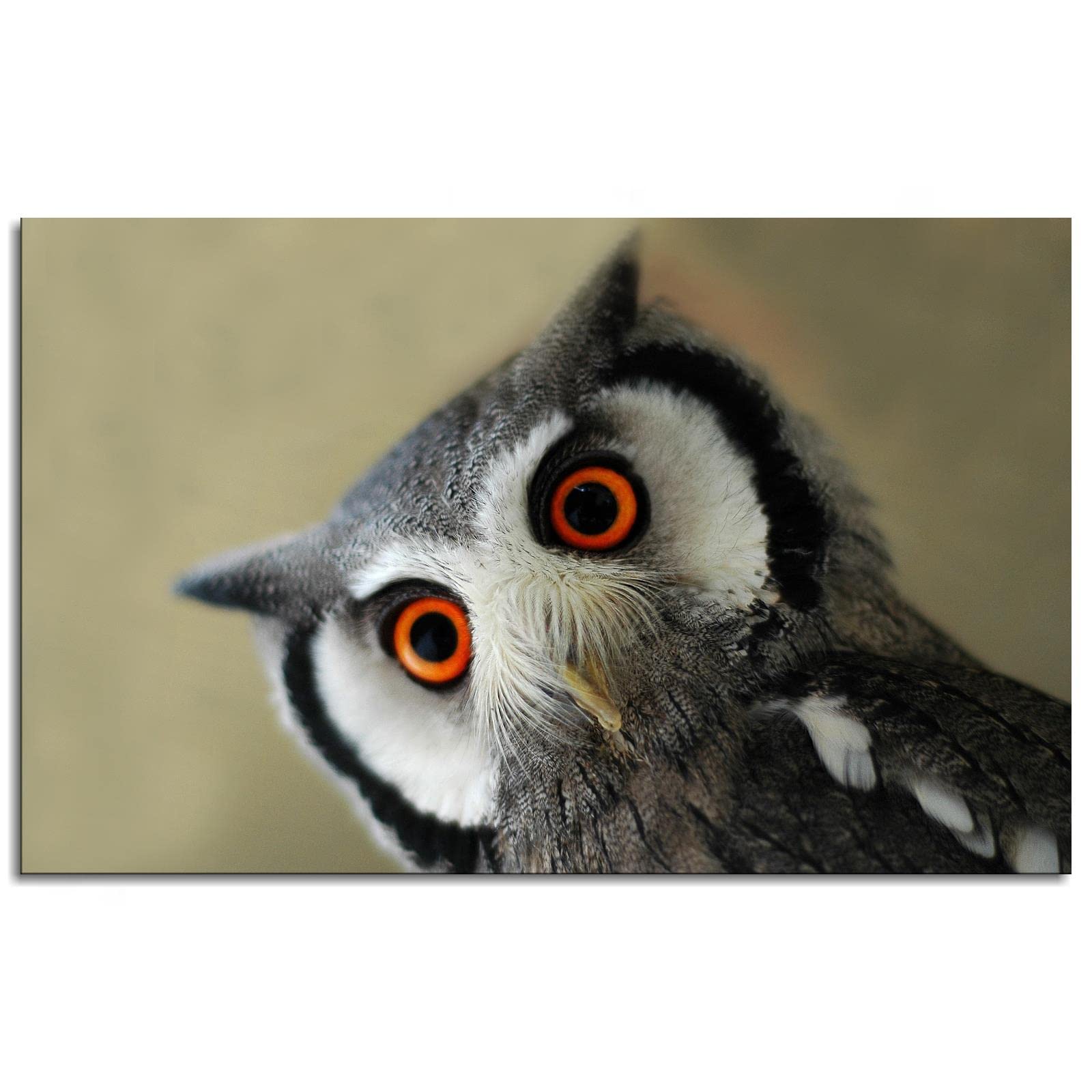Amazon.com: SSDDKL Northern White Faced Scops Owl Wall Art