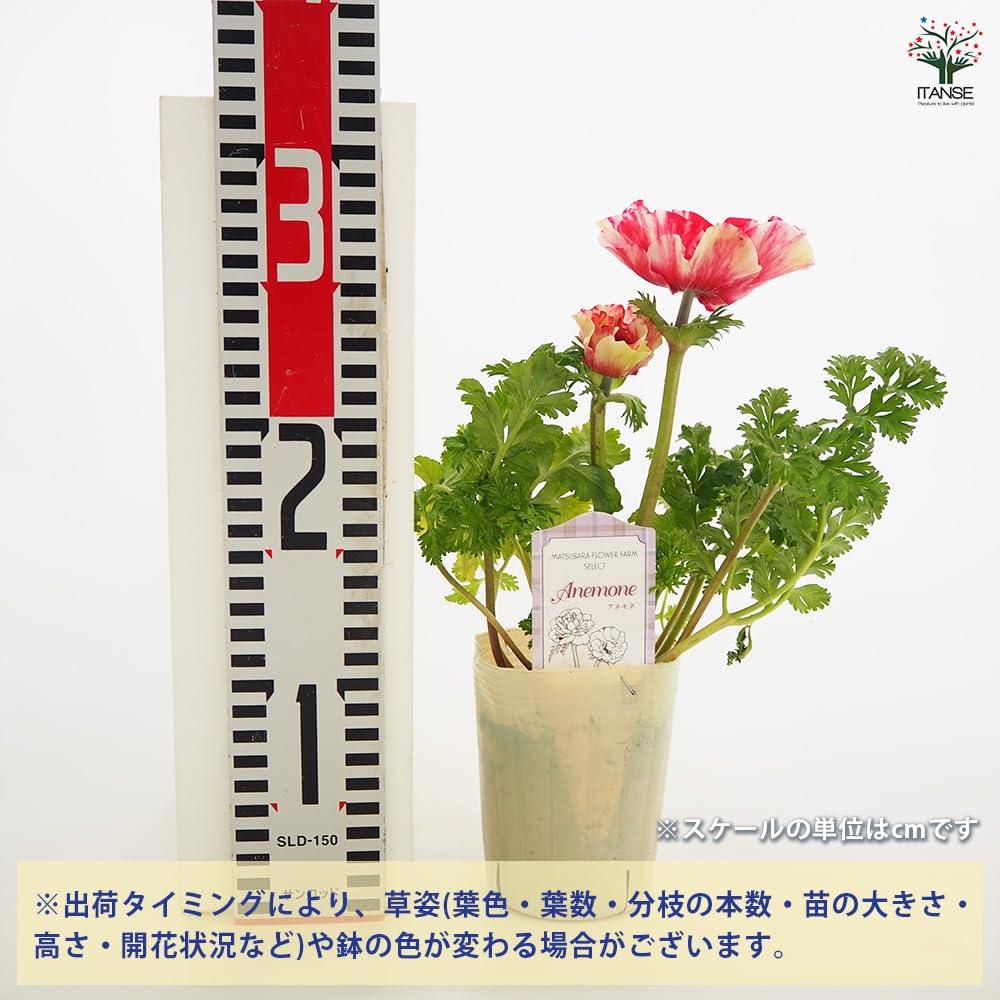 Amazon.co.jp: ITANSE アネモネ ミストラルシリーズ ティグレ 3