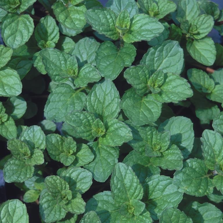Mint 'Eau de Cologne' (Mentha x piperita citrata) Cooking Herb - Culinary Kitchen Fresh Aromatic Herbs Easy to Grow Your Own by Park Farm Plants (1 x 9cm pot)
