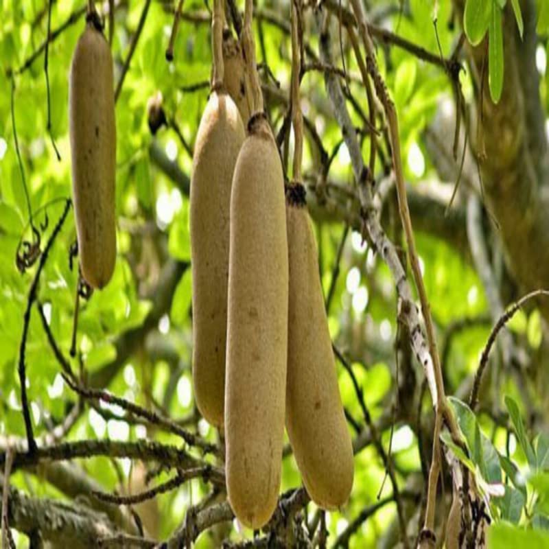 SHOP 360 GARDEN Kigelia Pinnata, Sausage tree, Sivakundalam, Balam Kheera Tree Seeds for Growing - Pack of 25 seeds (B0BGF1PLZT) Amazon Price History, Amazon Price Tracker