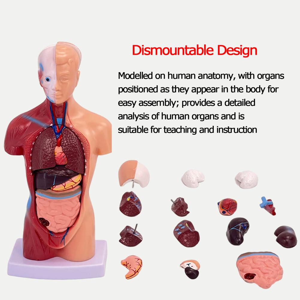 Modello di Torso Umano anatomico da 28 cm Modello di Corpo Umano Rimovibile 15 organi Staccabili