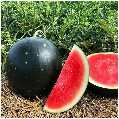 SEBIOLA Moon & Stars Watermelon Seeds (50pcs)