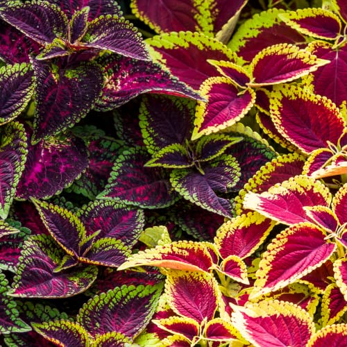 Park Seed Giant Exhibition Complete Mix Coleus Seeds, Large Multi-Colored Foliage on Compact Plants, Classic Victorian Houseplant or Shade Garden Accent, Pack of 20 - Image 5