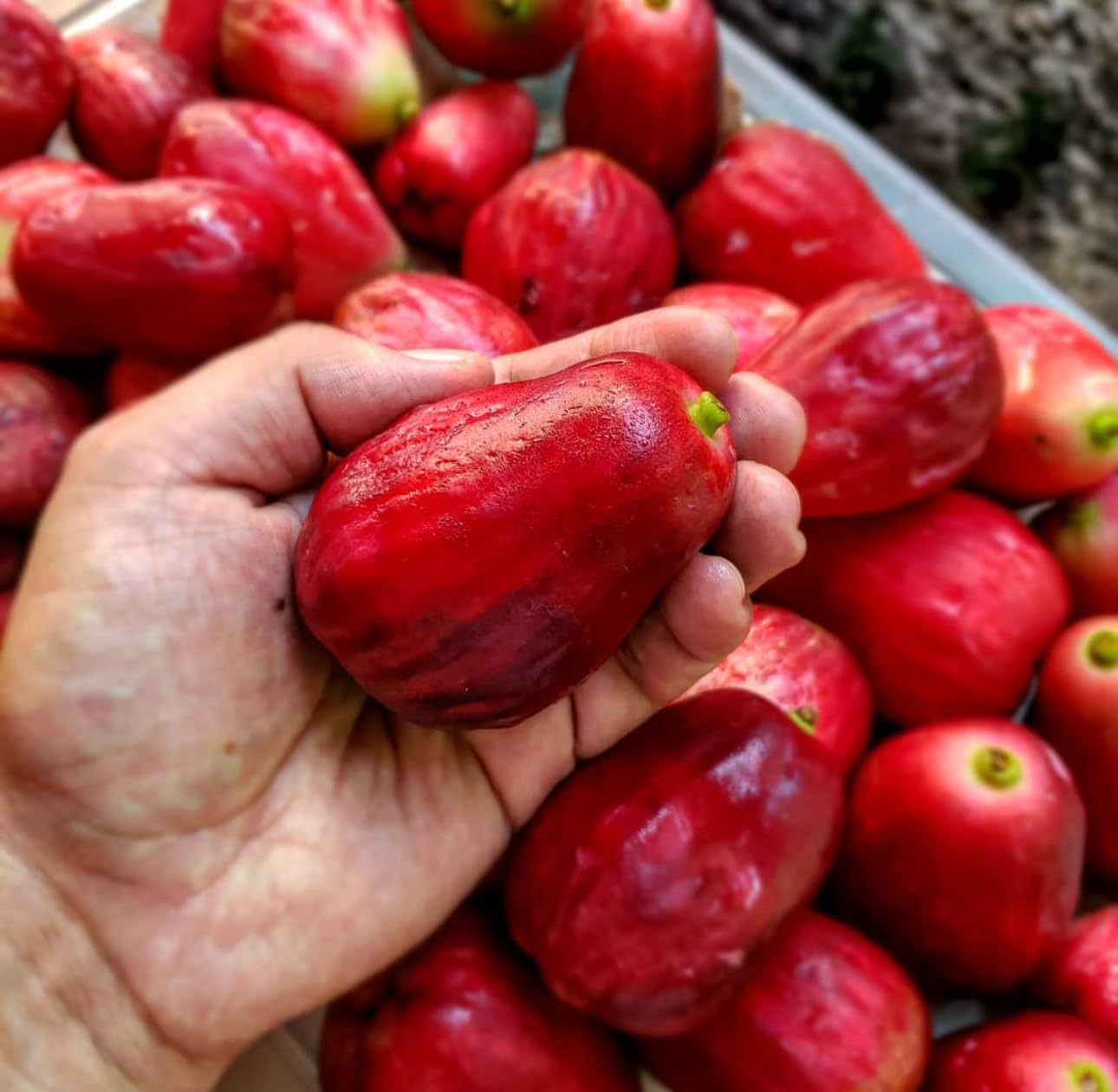 Wax Jambu Red Tree Live Plant, 2-3 Ft Tall Sweet Rose Apple, Wax Jambu Fruit Plant, Tropical Fruit Tree (Red Fruit)