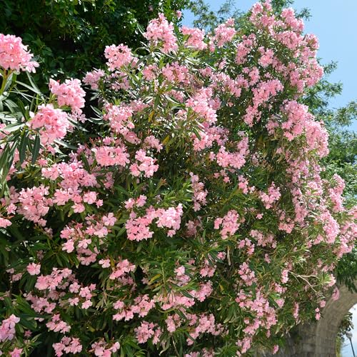 GardenersDream Nerium Oleander Pflanze im Topf Bunter blühender Strauch mit langer Blütezeit Schöne Gartenpflanze für draußen (inkl. 14 cm Topf)