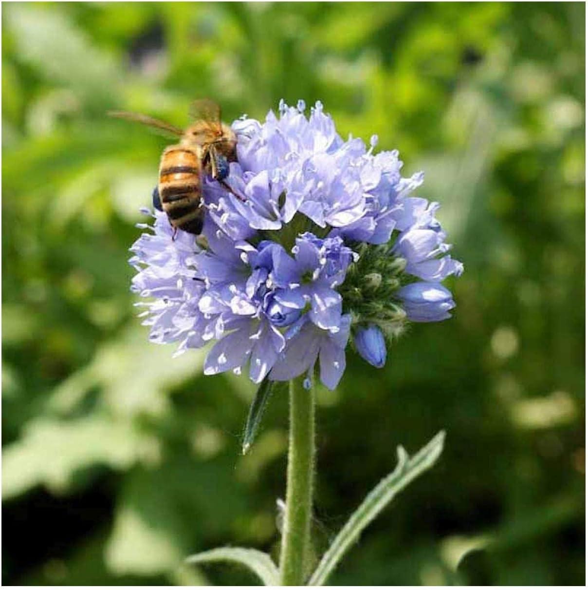 Everwilde Farms - 1 Lb Globe Gilia Native Wildflower Seeds - Gold Vault