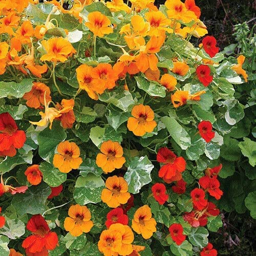 SRI SAI FORESTRY Nasturtium Flower Seeds (Tropaeolum Nanum) Rose Red - Pack of 50 (B0BFSJMG3W) Amazon Price History, Amazon Price Tracker