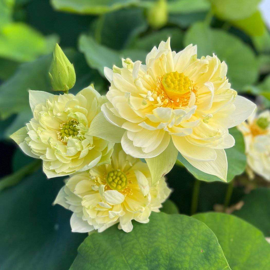 DIARAA Lotus tuber/lotus root 2 DIFFERENT VARITY | Multicolor | Combo of 2 Lotus tuber |HYBRID LOTUS PLANT TUBER |LIVE PLANT|Blooming Within 30 Days| For Home Garden Outdoor Indoor Plant. Water Lily