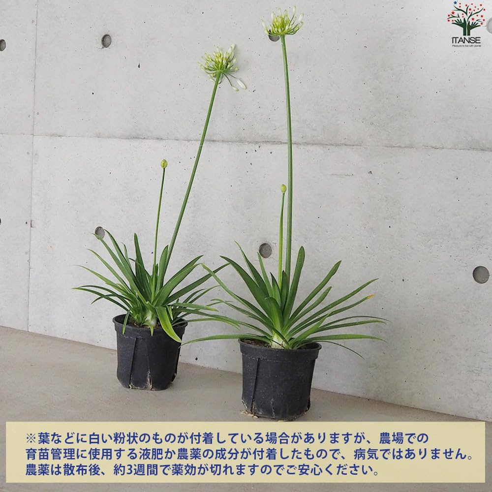 ③*:ஐラベンダーブルーと白の２色咲き*:ஐアガパンサス・苗【エニグマ】４号 ③*:ஐラベンダーブルーと白の2色咲き*:ஐアガパンサス・苗