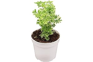 Ming Aralia Variegated: Embellish Your Home with a Touch of Tropical Flair