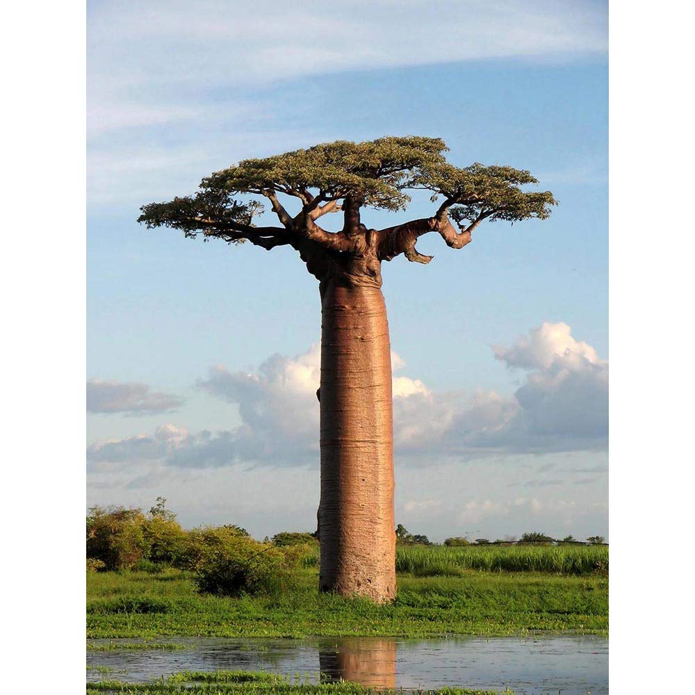 Wee Blue Coo Photo Adansonia Baobab Tree Art Print Poster Wall Decor 12X16 Inch