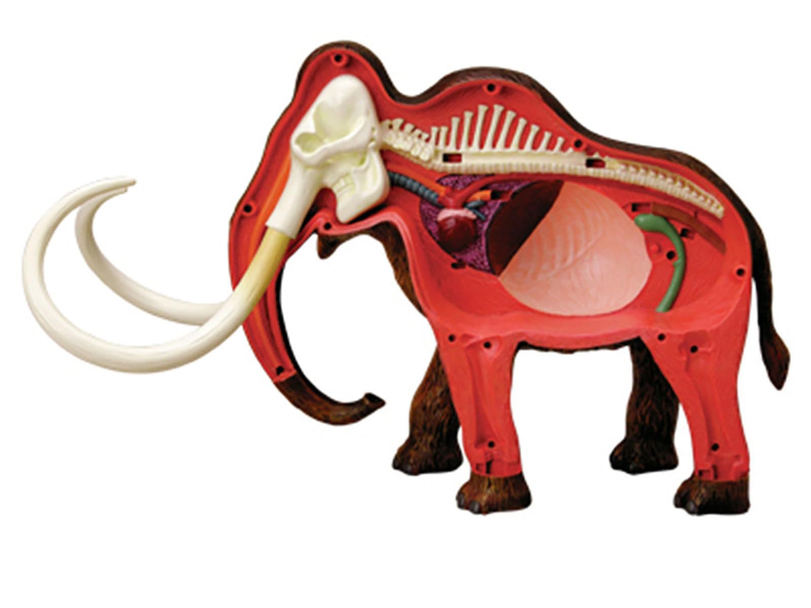 Modelo Anatómico De Momia De Lana 4d. Muestra De Esqueleto Animal, Biología Desmontable, 30 Secciones De Demostración De Enseñanza Veterinaria En Clínicas Veterinarias