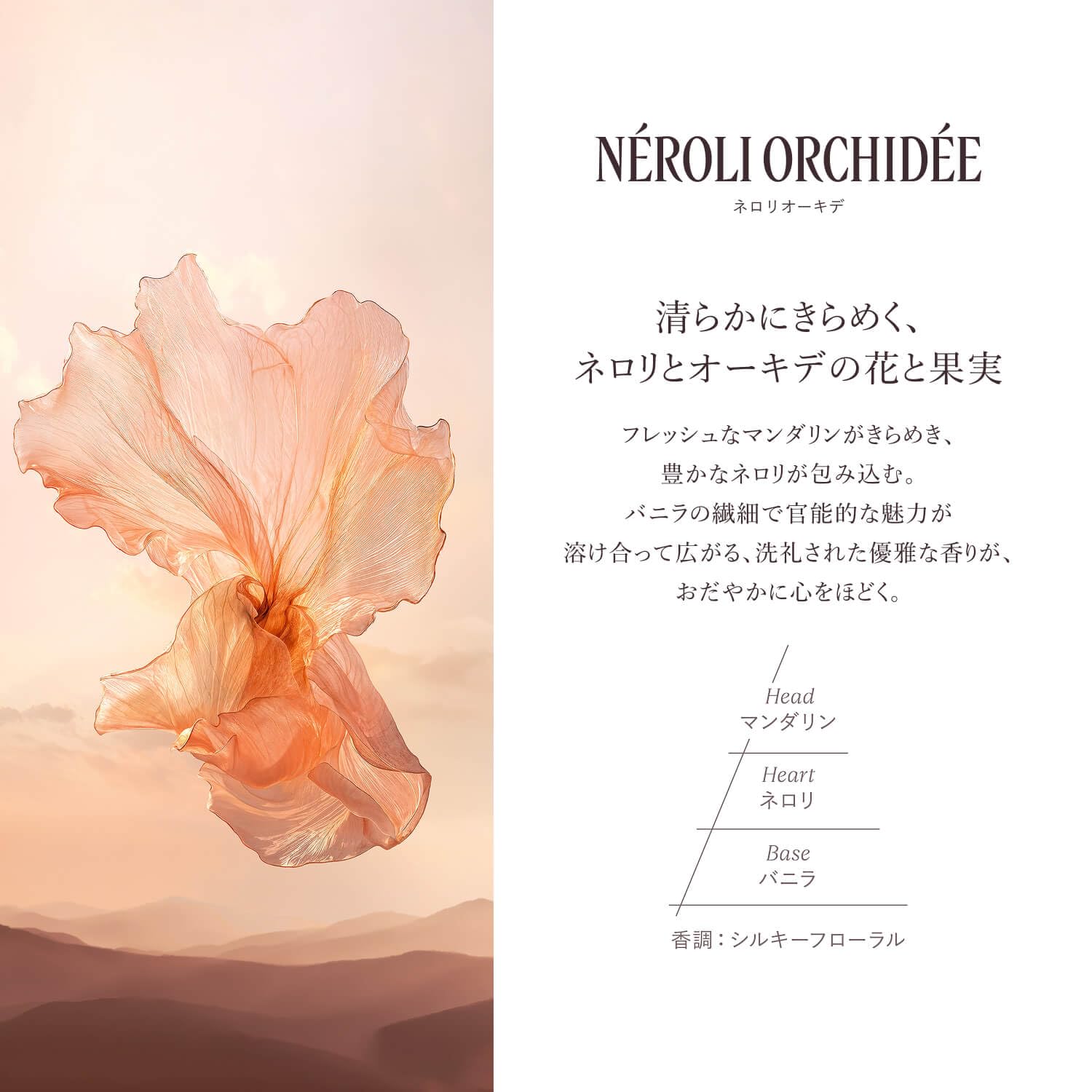 Amazon.co.jp: ロクシタン(L'OCCITANE) フレグランスディスカバリー