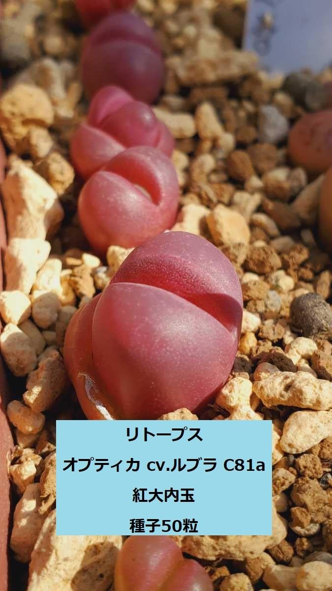 リトープス翠蛾種子1,000粒C388 Steineckeana ステインケアナ 【公式通販】