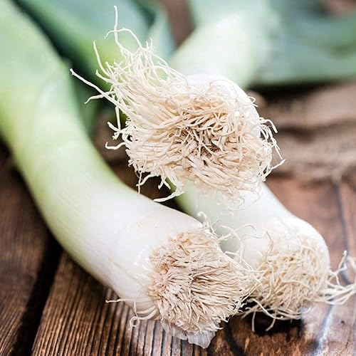 Miniatura 5 de Semillas de puerro de bandera americana grande para plantar (100 unidades)  Semillas sin transgénicos, herencia y cebolla de cebolla de verduras de