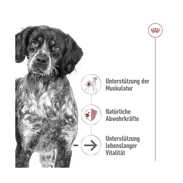 Royal Canin Medium Ageing 10+ | 10 x 140 g | Nassfutter für mittelgroße Hunde (11 bis 25 kg) | Ab dem 10. Lebensjahr | Zur Unterstützung des gesunden Alterns – Bild 6