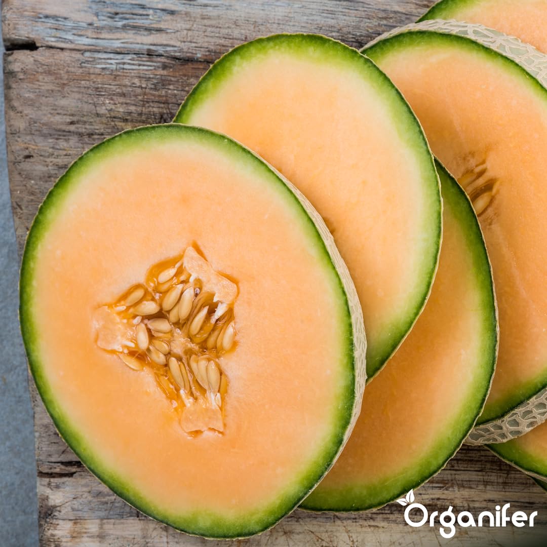Organifer Fertilizzante liquido organico 1L per melone