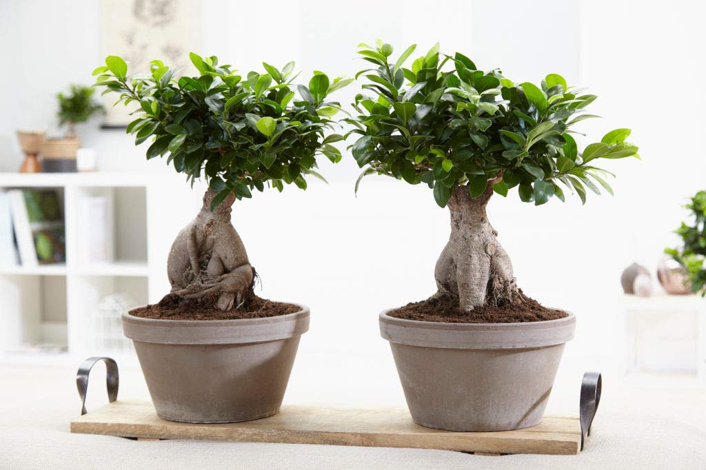 Bloomique - Ficus Ginseng - Bonsai Baum - Zimmerpflanzen - Pflegeleicht - Luftreinigend - Höhe 20-30 cm - Topf 12 cm