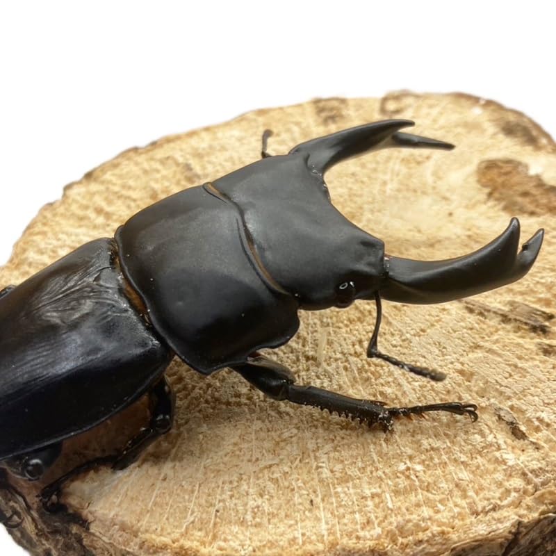 Amazon | 【昆虫 】オオクワガタ ペア 【能勢 SR】 大型血統 新成虫