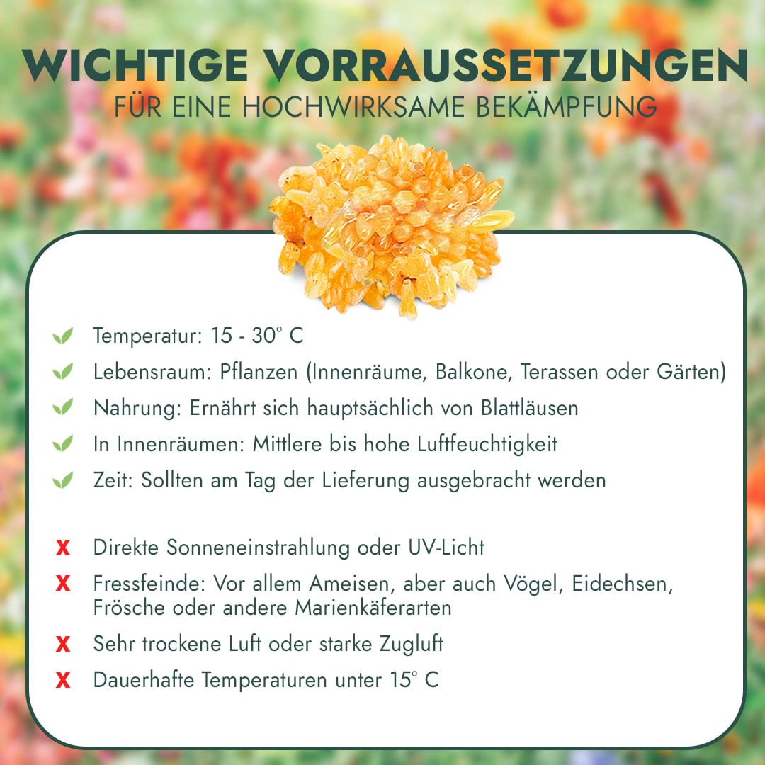 Siebenpunkt-Marienkäfer Eier/Larven (100-150)- Natürliche Schädlingsbekämpfung der Blattläuse für Garten, Kleingewächshäuser, Wintergarten, Büro - Coccinella septempunctata