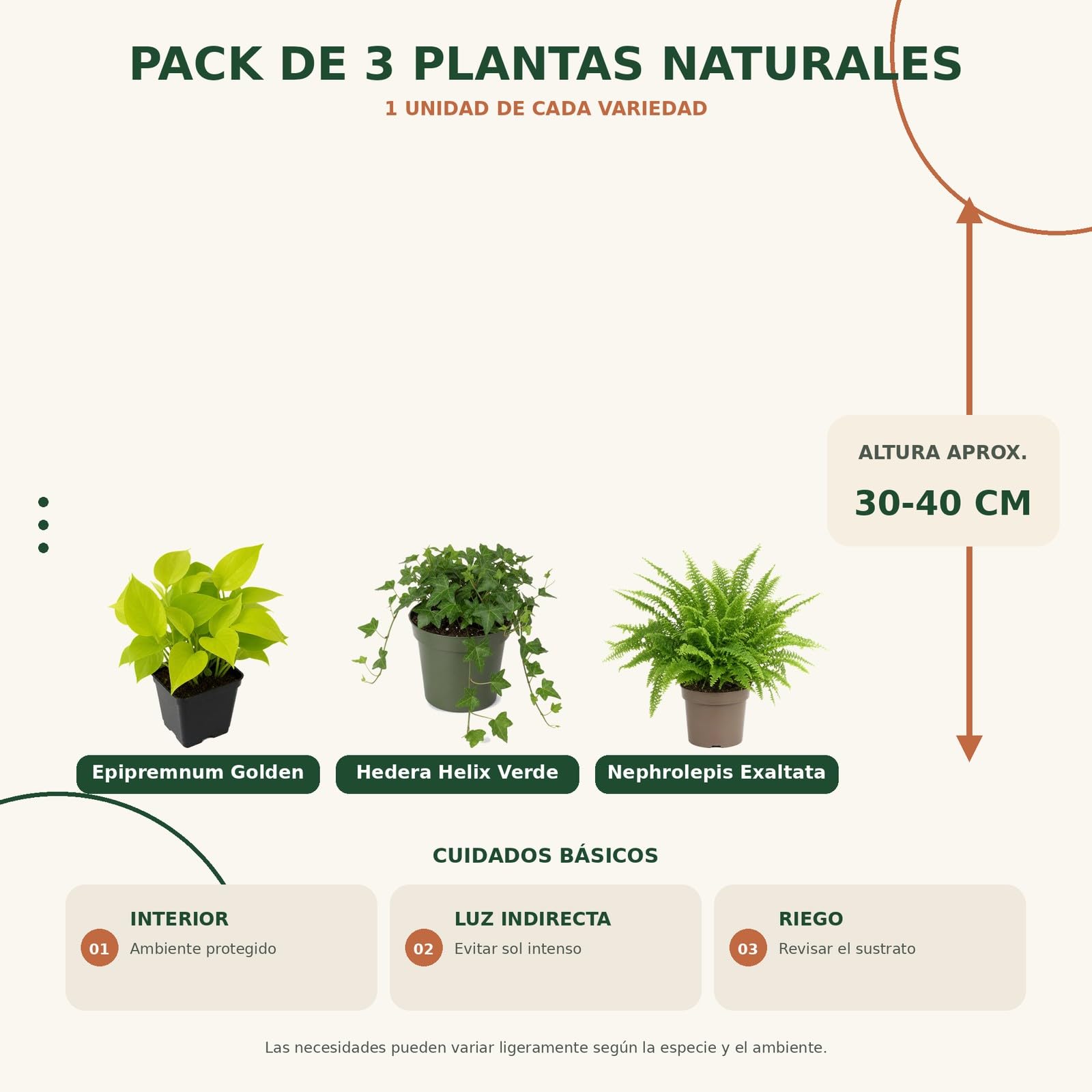 DECOALIVE Pack 3: Poto amarillo, Hiedra verde y Helecho de Boston